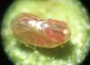Rhopalus sp.
